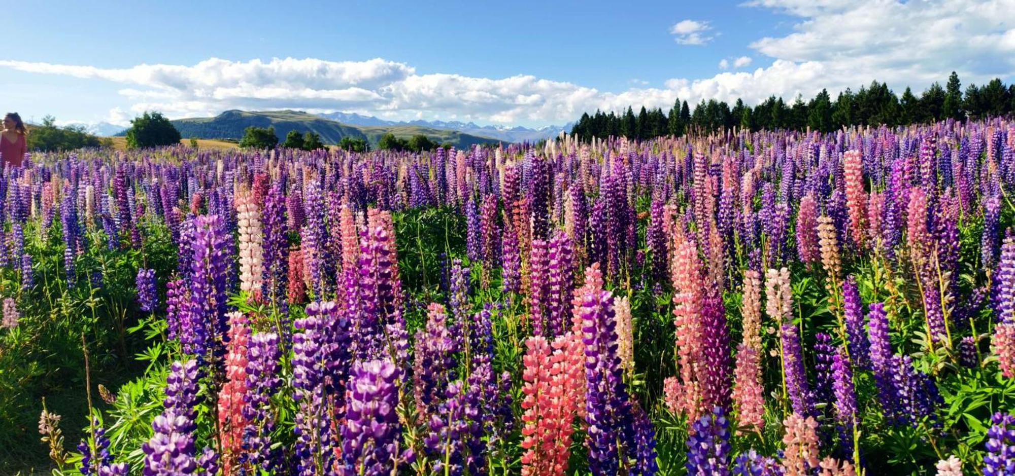 37 Galaxy C Studio Lake Tekapo Eksteriør billede